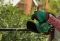 Кущоріз акумуляторний Bosch EasyHedgeCut 18V-52-13 18В лезо 52см крок різу 15мм 3.28кг без АКБ та ЗП